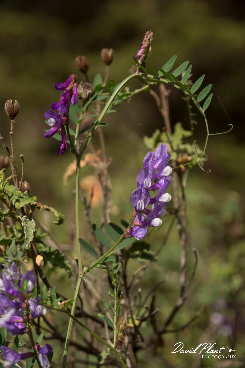 DPPhotography - Cyprus - Vicia cassia - A.jpg - Vicia cassia - Troodos Mountains