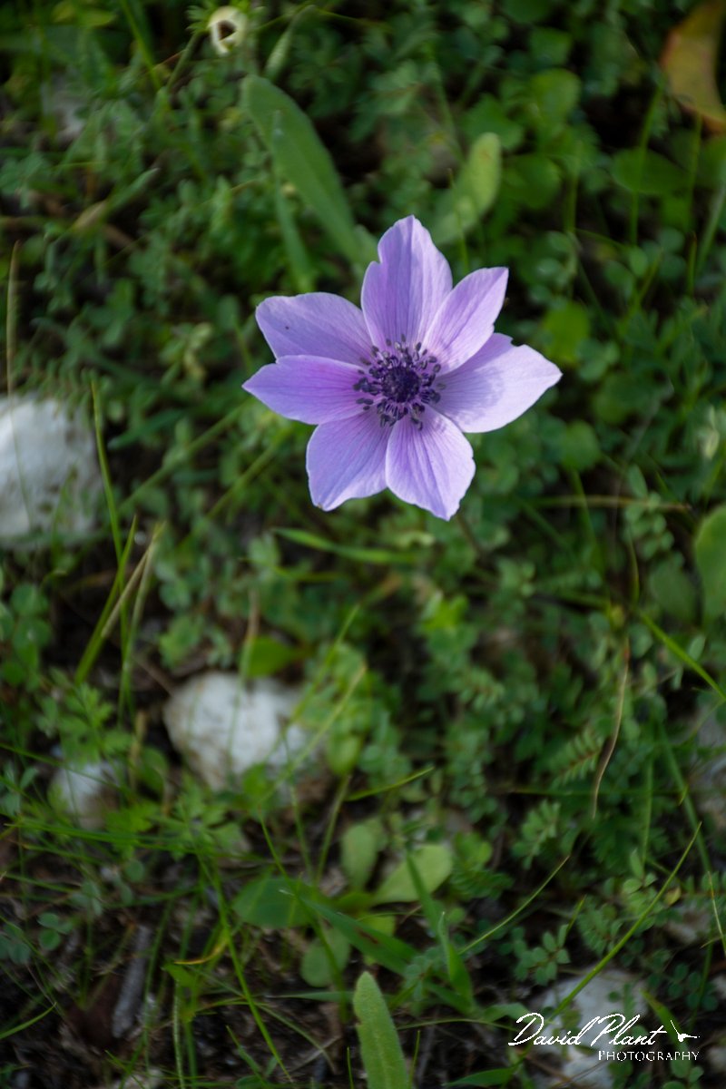 DPPhotography - Cyprus 2 - Crown anemone, Anemone coronaria - B.jpg - Crown anemone, Anemone coronaria - Paphos Head, Cyprus