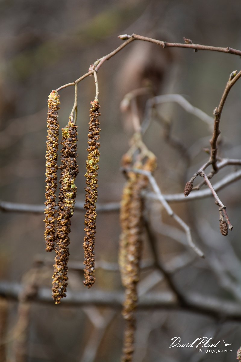 DPPhotography - Cyprus 2 - Oriental alder, Alnus orientalis - B.jpg - Oriental alder, Alnus orientalis - Troodos village, Cyprus