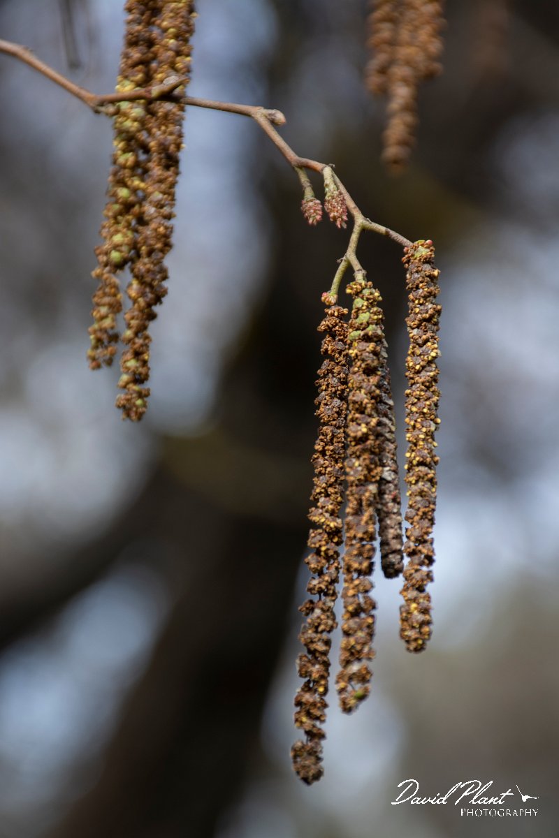 DPPhotography - Cyprus 2 - Oriental alder, Alnus orientalis - C.jpg - Oriental alder, Alnus orientalis - Troodos village, Cyprus