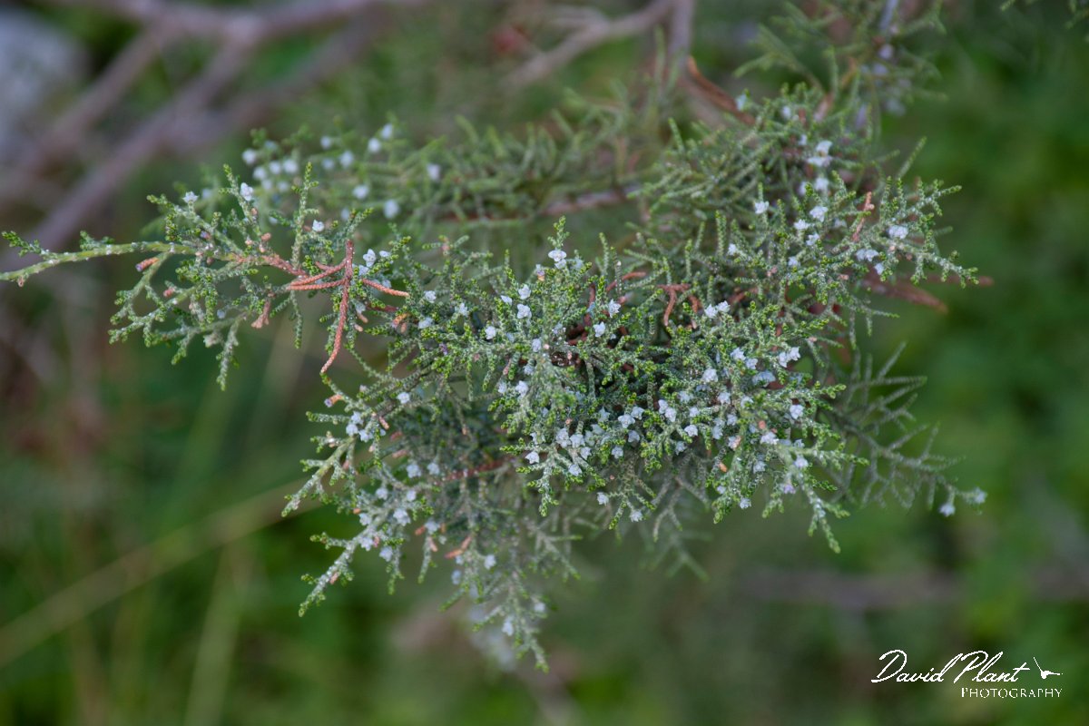 DPPhotography - Cyprus 2 - Phoenician juniper, Juniperus phoenicea - A.jpg - Phoenician juniper, Juniperus phoenicea - Avagas Gorge, Cyprus