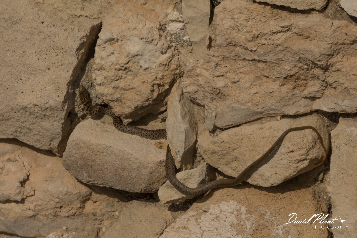 DPPhotography - Cyprus - Black whip snake, Dolichophis jugularis - A.jpg - Black whip snake, Dolichophis jugularis - Kolossi Castle