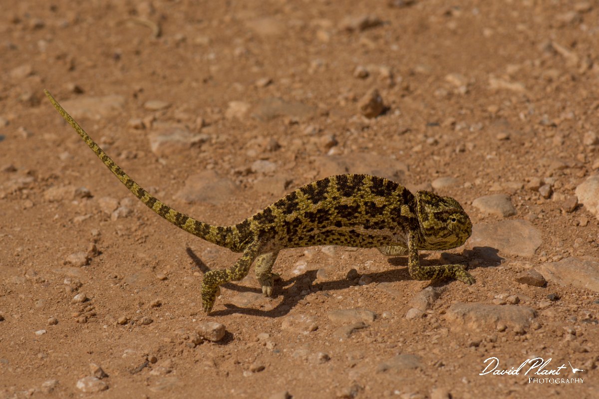 DPPhotography - Cyprus - Mediterranean chameleon, Chamaeleo chamaeleon - A.jpg - Mediterranean chameleon, Chamaeleo chamaeleon - Agia Napa Sewage works