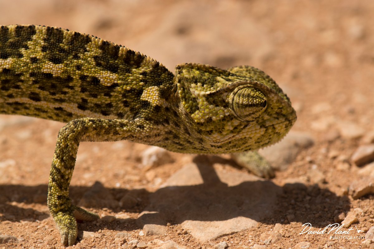 DPPhotography - Cyprus - Mediterranean chameleon, Chamaeleo chamaeleon - C.jpg - Mediterranean chameleon, Chamaeleo chamaeleon - Agia Napa Sewage works