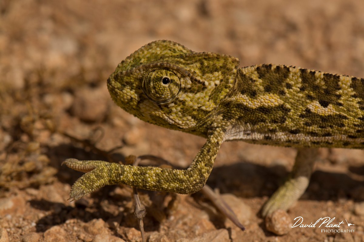 DPPhotography - Cyprus - Mediterranean chameleon, Chamaeleo chamaeleon - D.jpg - Mediterranean chameleon, Chamaeleo chamaeleon - Agia Napa Sewage works