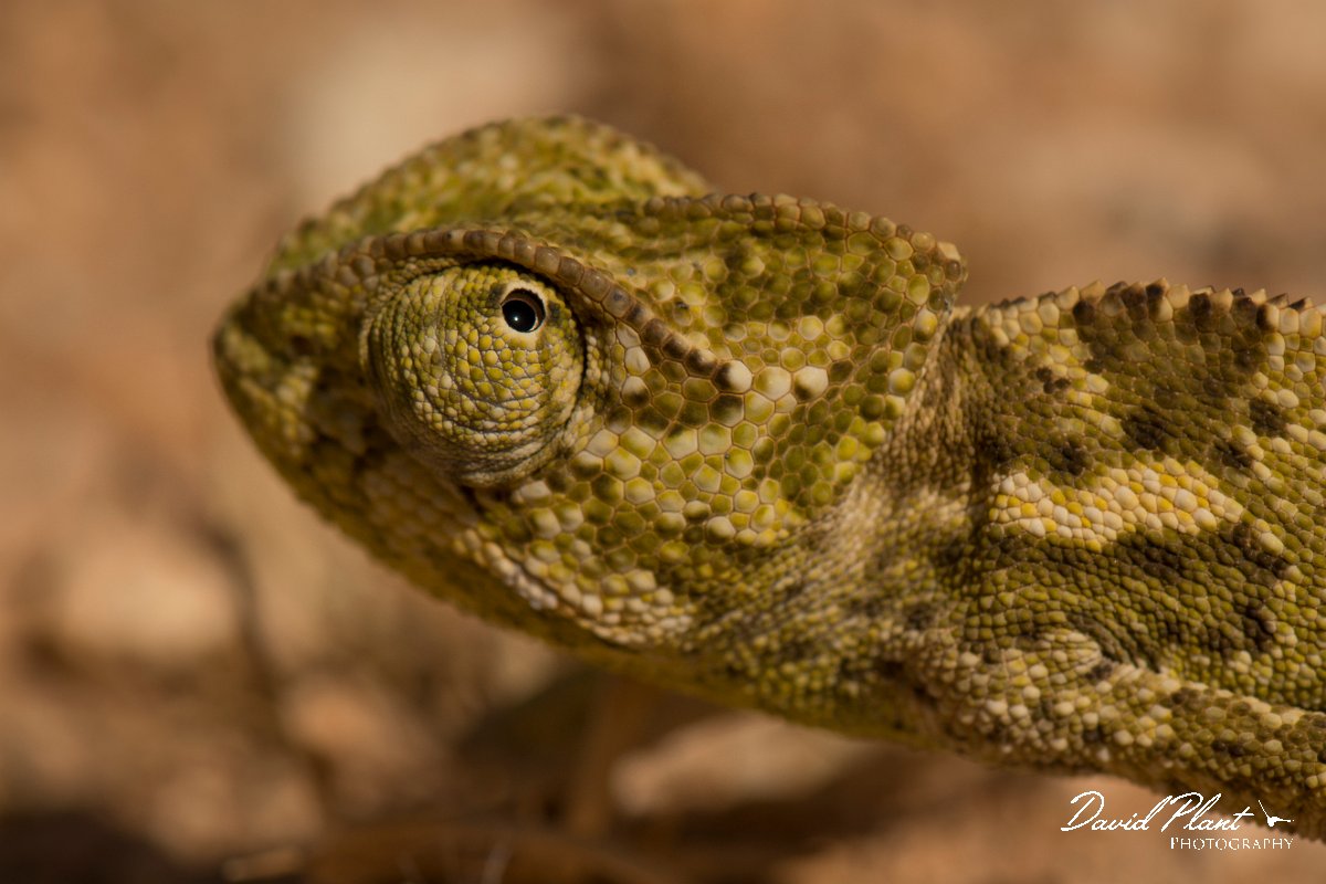 DPPhotography - Cyprus - Mediterranean chameleon, Chamaeleo chamaeleon - F.jpg - Mediterranean chameleon, Chamaeleo chamaeleon - Agia Napa Sewage works