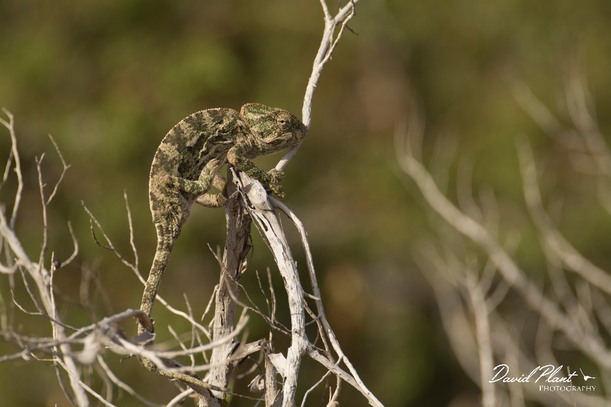 DPPhotography - Cyprus - Mediterranean chameleon, Chamaeleo chamaeleon - G.jpg - Mediterranean chameleon, Chamaeleo chamaeleon - Cape Greco