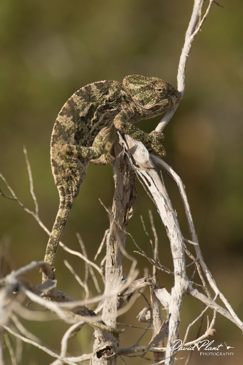 DPPhotography - Cyprus - Mediterranean chameleon, Chamaeleo chamaeleon - H.jpg - Mediterranean chameleon, Chamaeleo chamaeleon - Cape Greco
