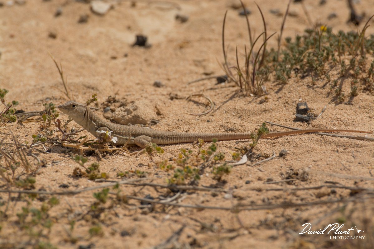 DPPhotography - Cyprus - Schreiber's fringe-fingered lizard - Acanthodactylus schreiberi - A.jpg - Schreiber's fringe-fingered lizard, Acanthodactylus schreiberi - Cape Greco