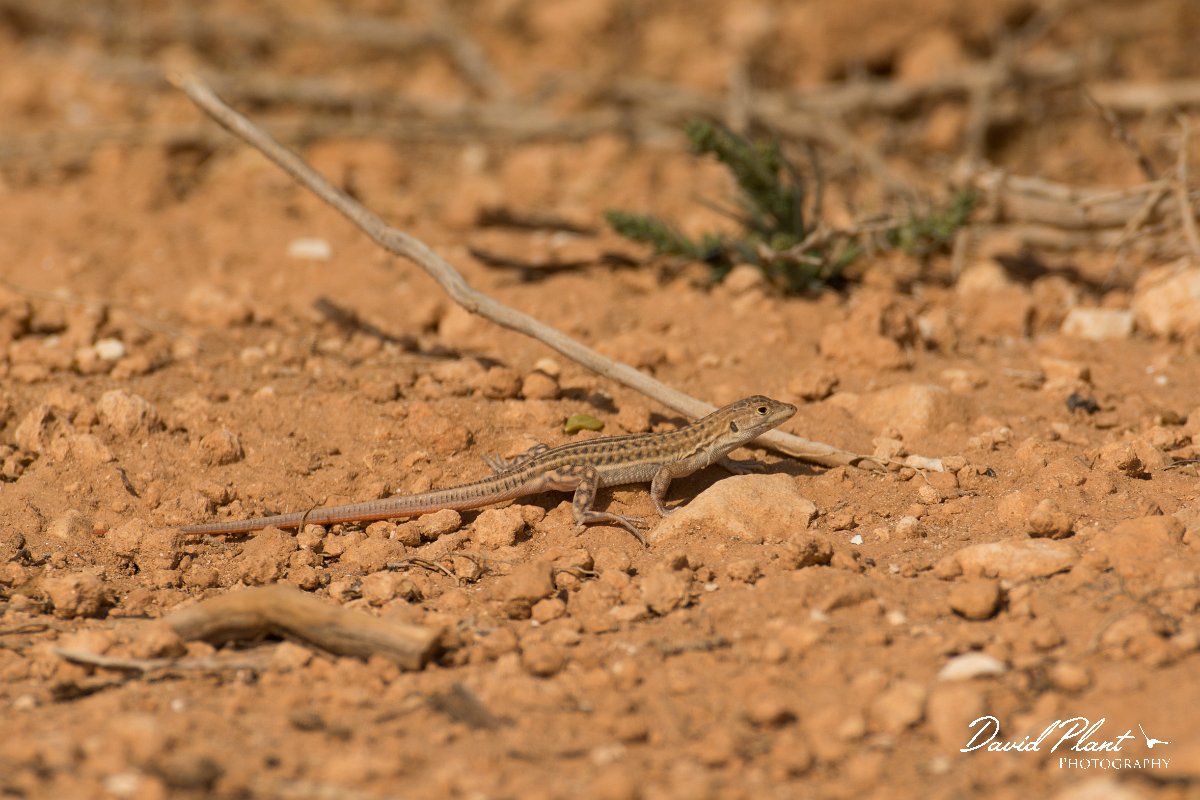 DPPhotography - Cyprus - Schreiber's fringe-fingered lizard - Acanthodactylus schreiberi - B.jpg - Schreiber's fringe-fingered lizard, Acanthodactylus schreiberi - Cape Greco
