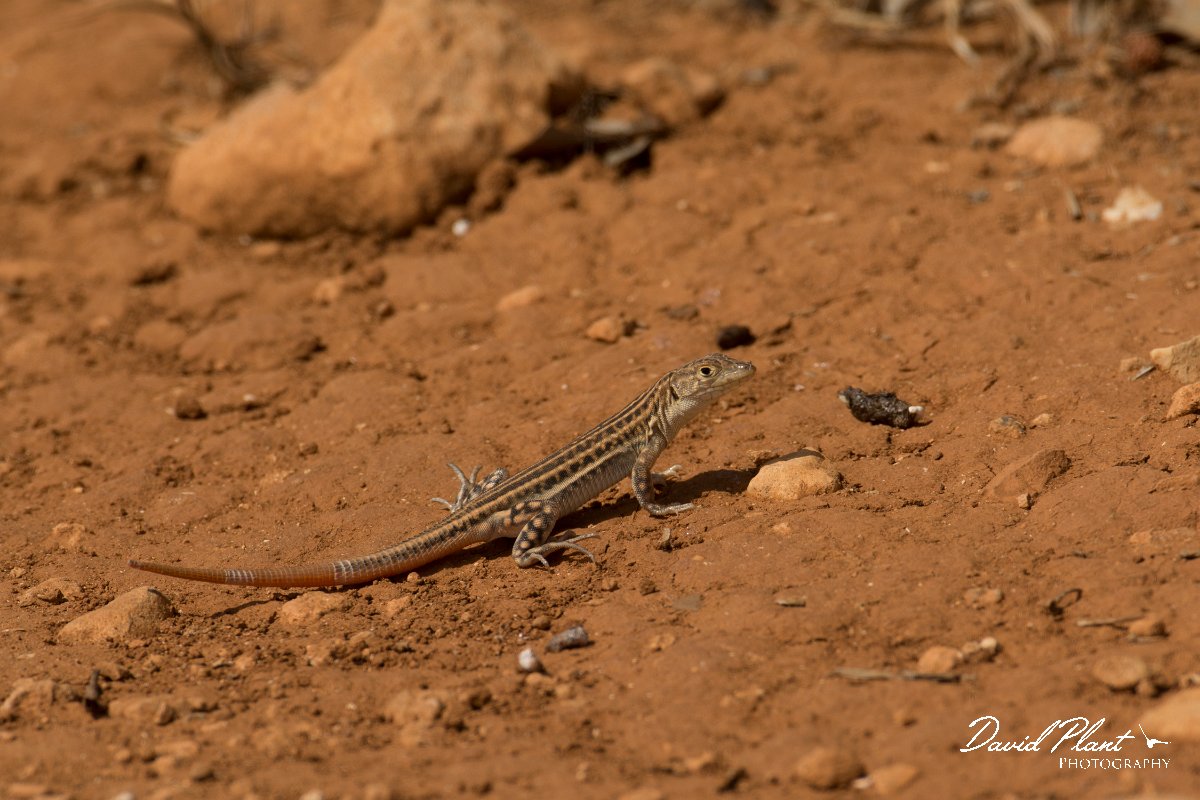 DPPhotography - Cyprus - Schreiber's fringe-fingered lizard - Acanthodactylus schreiberi - C.jpg - Schreiber's fringe-fingered lizard, Acanthodactylus schreiberi - Cape Greco