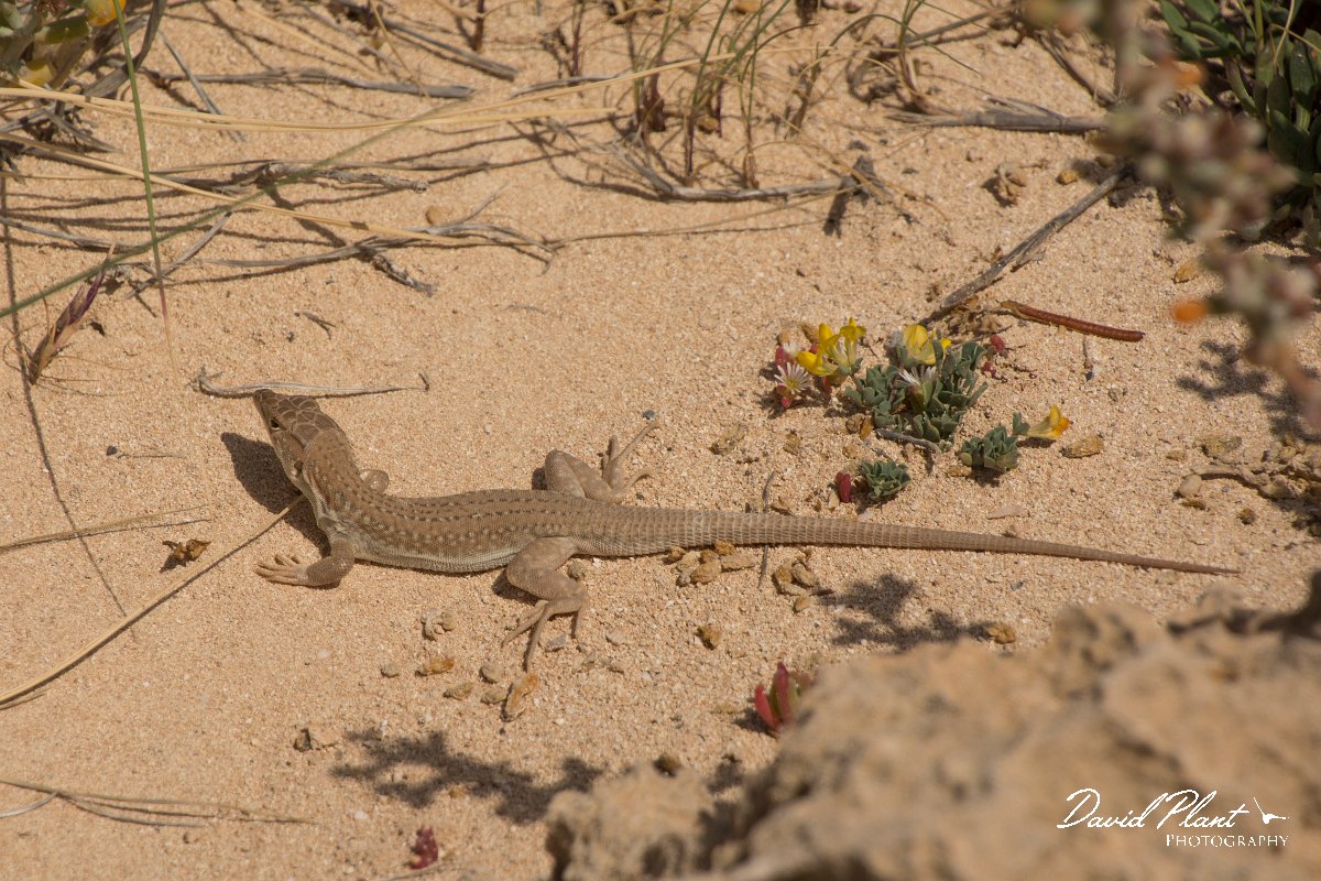 DPPhotography - Cyprus - Schreiber's fringe-fingered lizard - Acanthodactylus schreiberi - D.jpg - Schreiber's fringe-fingered lizard, Acanthodactylus schreiberi - Cape Greco
