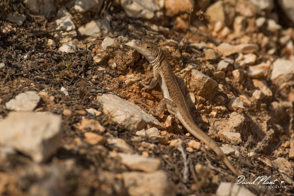 DPPhotography - Cyprus - Schreiber's fringe-fingered lizard - Acanthodactylus schreiberi - E.jpg - Schreiber's fringe-fingered lizard, Acanthodactylus schreiberi - Cape Greco