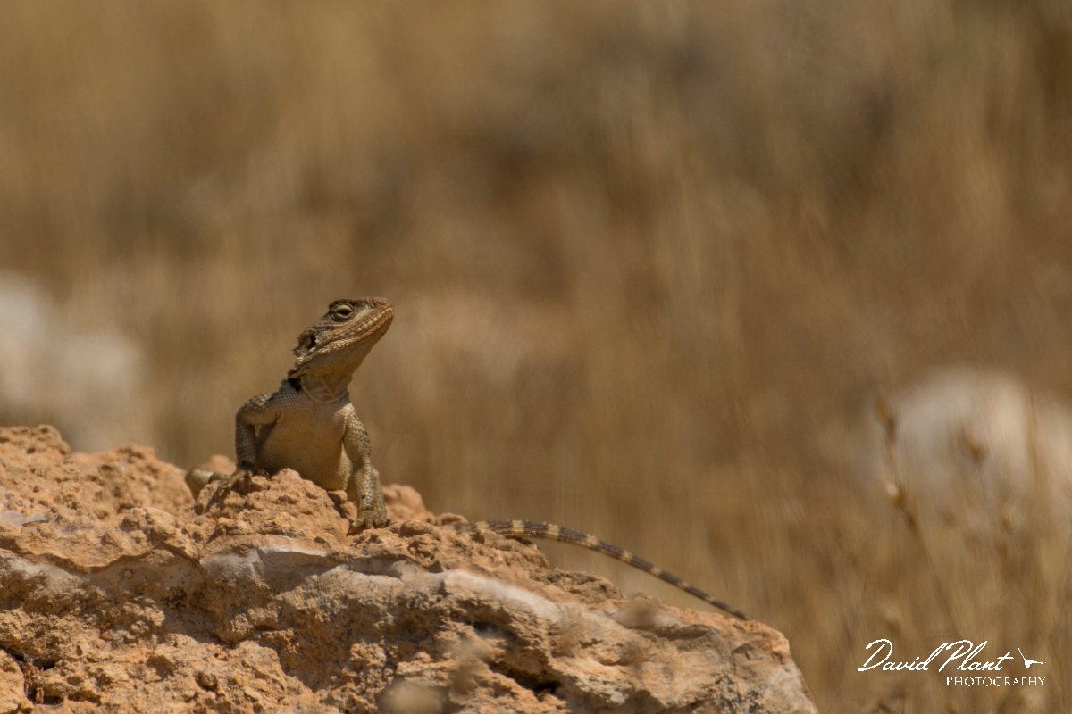DPPhotography - Cyprus - Sling-tailed Agama, Stellagama stellio cypriaca - B.jpg - Sling-tailed agama, Stellagama stellio cypriaca - Agia Napa Sewage works