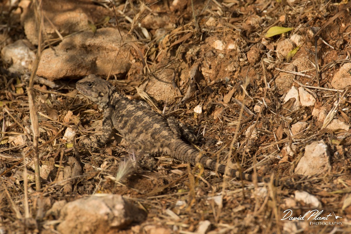 DPPhotography - Cyprus - Sling-tailed Agama, Stellagama stellio cypriaca - C.jpg - Sling-tailed agama, Stellagama stellio cypriaca - Cape Greco