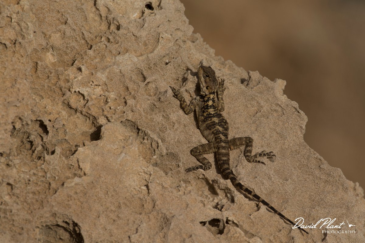 DPPhotography - Cyprus - Sling-tailed Agama, Stellagama stellio cypriaca - E.jpg - Sling-tailed agama, Stellagama stellio cypriaca - Cape Greco