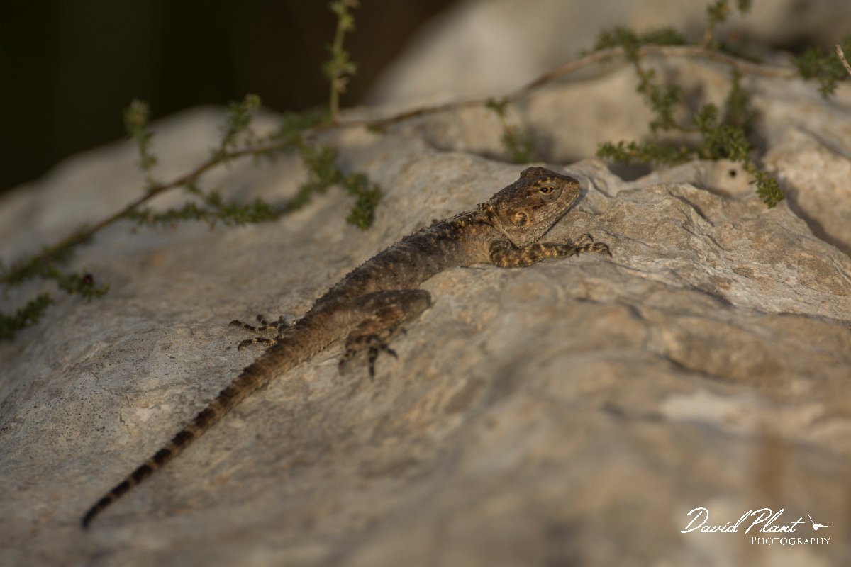 DPPhotography - Cyprus - Sling-tailed Agama, Stellagama stellio cypriaca - F.jpg - Sling-tailed agama, Stellagama stellio cypriaca - Cape Greco