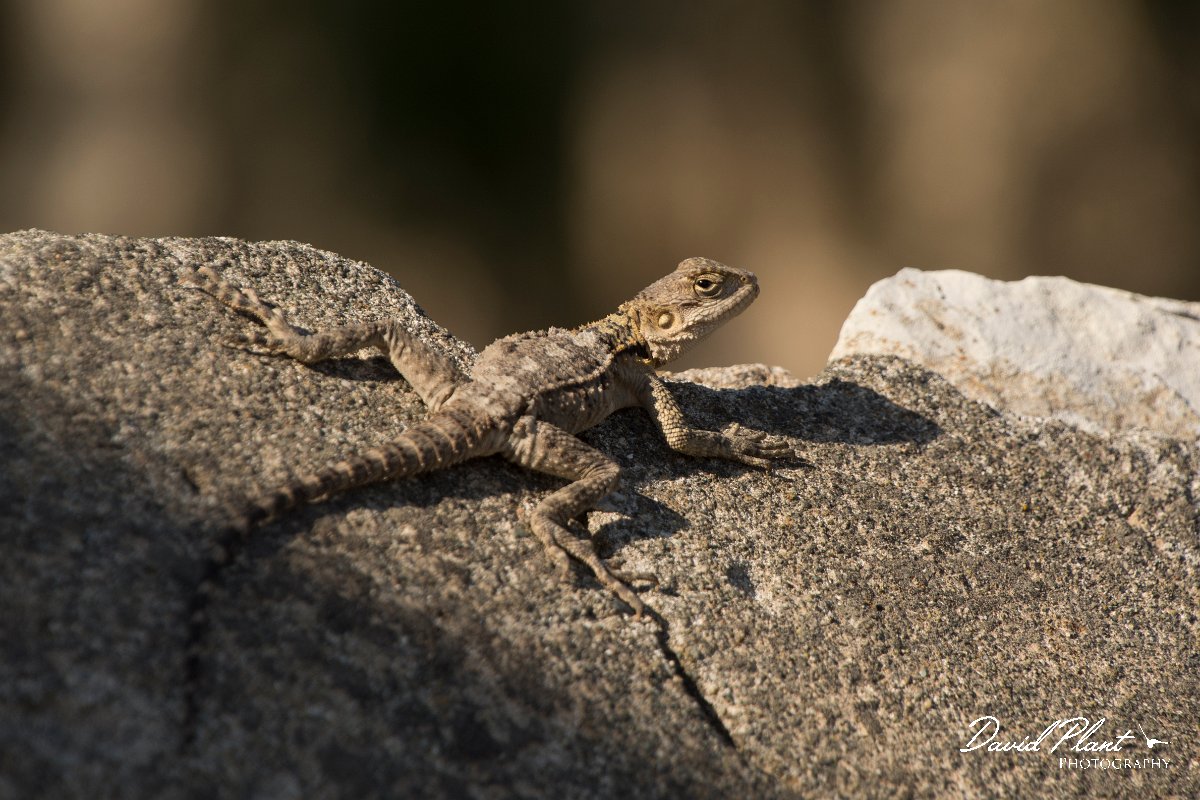 DPPhotography - Cyprus - Sling-tailed Agama, Stellagama stellio cypriaca - G.jpg - Sling-tailed agama, Stellagama stellio cypriaca - Kolossi Castle