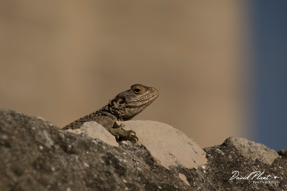 DPPhotography - Cyprus - Sling-tailed Agama, Stellagama stellio cypriaca - H.jpg - Sling-tailed agama, Stellagama stellio cypriaca - Kolossi Castle
