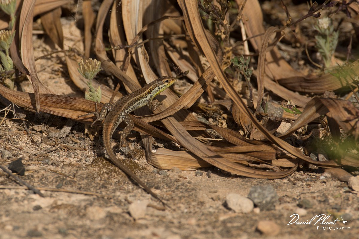 DPPhotography - Cyprus - Snake-eyed lizard,  Ophisops elegans - A.jpg - Snake-eyed lizard, Ophisops elegans - Cape Greco