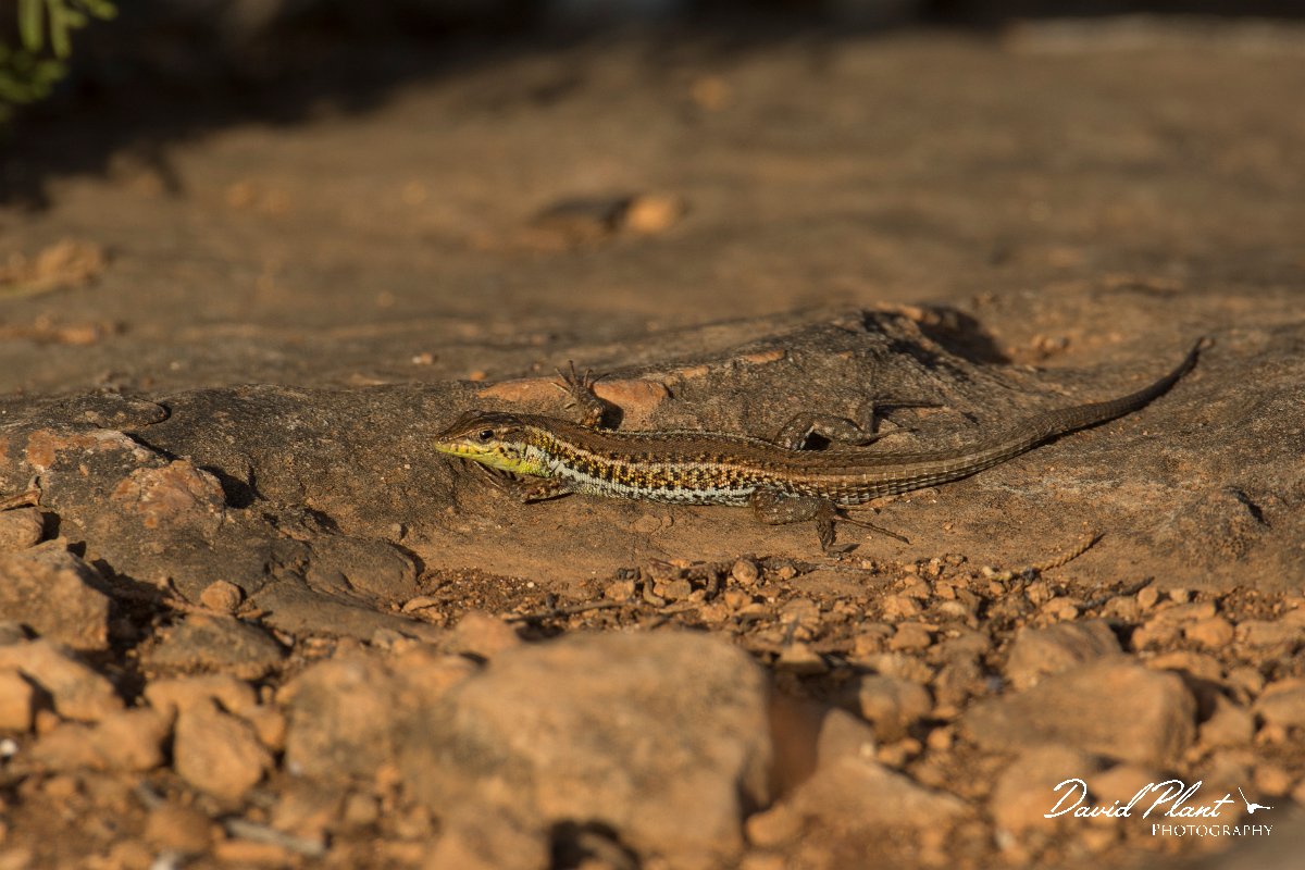 DPPhotography - Cyprus - Snake-eyed lizard,  Ophisops elegans - B.jpg - Snake-eyed lizard, Ophisops elegans - Cape Greco