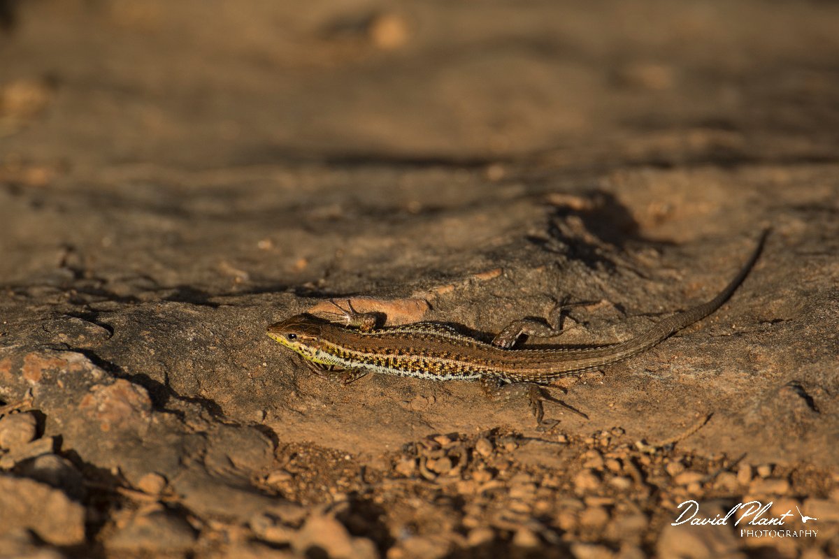 DPPhotography - Cyprus - Snake-eyed lizard,  Ophisops elegans - C.jpg - Snake-eyed lizard, Ophisops elegans - Cape Greco