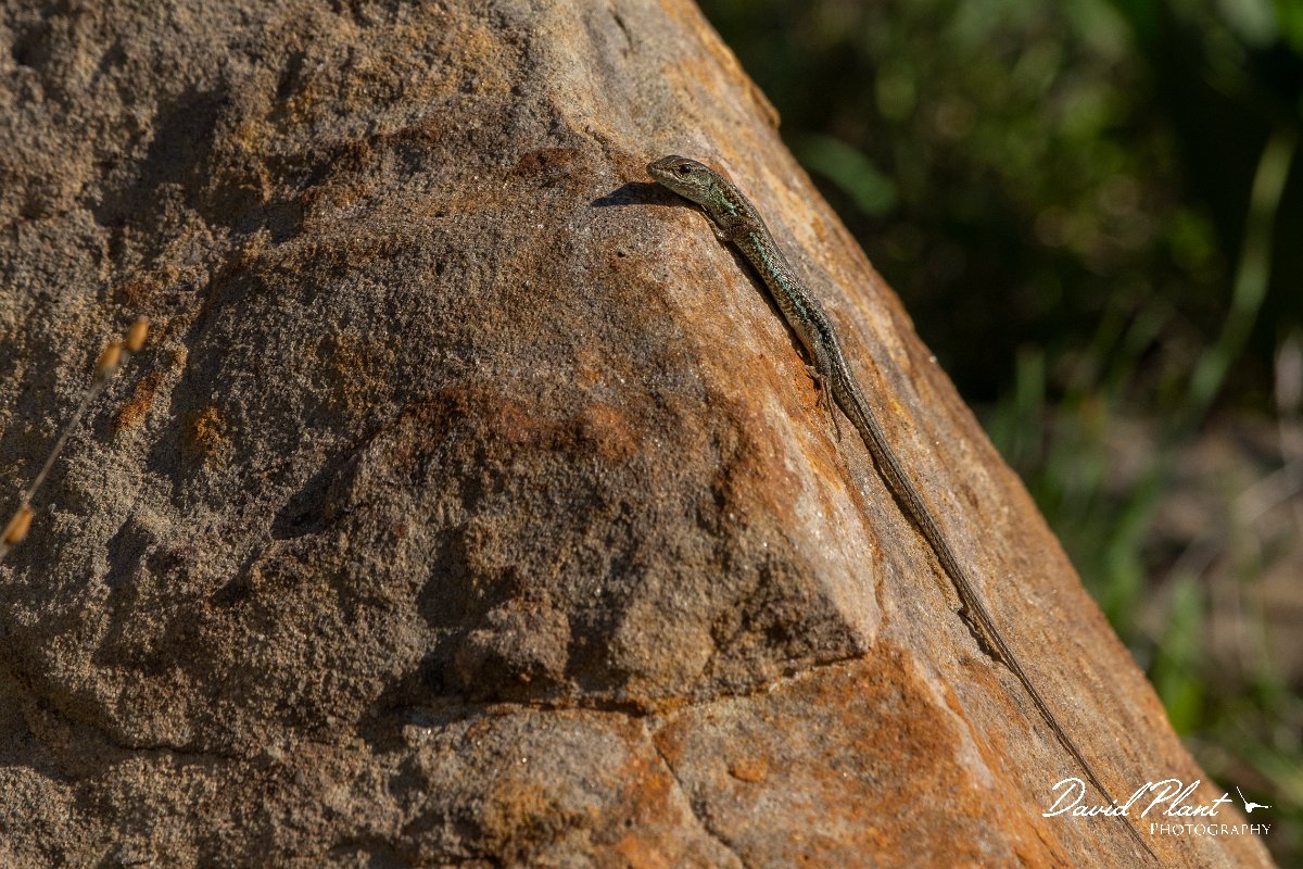 DPPhotography - Cyprus 2 - Snake-eyed lizard - B.jpg - Snake-eyed lizard - Kidasi, Cyprus