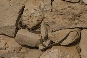 DPPhotography - Cyprus - Black whip snake, Dolichophis jugularis - A