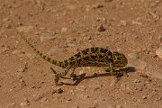 DPPhotography - Cyprus - Mediterranean chameleon, Chamaeleo chamaeleon - A