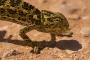 DPPhotography - Cyprus - Mediterranean chameleon, Chamaeleo chamaeleon - B