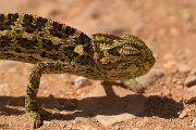 DPPhotography - Cyprus - Mediterranean chameleon, Chamaeleo chamaeleon - C