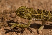 DPPhotography - Cyprus - Mediterranean chameleon, Chamaeleo chamaeleon - D