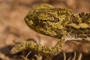 DPPhotography - Cyprus - Mediterranean chameleon, Chamaeleo chamaeleon - E