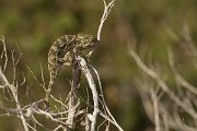 DPPhotography - Cyprus - Mediterranean chameleon, Chamaeleo chamaeleon - G