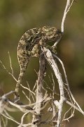 DPPhotography - Cyprus - Mediterranean chameleon, Chamaeleo chamaeleon - H