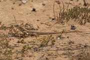 DPPhotography - Cyprus - Schreiber's fringe-fingered lizard - Acanthodactylus schreiberi - A