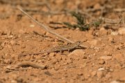 DPPhotography - Cyprus - Schreiber's fringe-fingered lizard - Acanthodactylus schreiberi - B