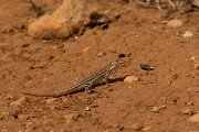 DPPhotography - Cyprus - Schreiber's fringe-fingered lizard - Acanthodactylus schreiberi - C