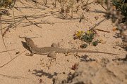 DPPhotography - Cyprus - Schreiber's fringe-fingered lizard - Acanthodactylus schreiberi - D