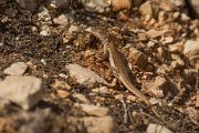 DPPhotography - Cyprus - Schreiber's fringe-fingered lizard - Acanthodactylus schreiberi - E