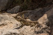 DPPhotography - Cyprus - Sling-tailed Agama, Stellagama stellio cypriaca - A