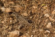 DPPhotography - Cyprus - Sling-tailed Agama, Stellagama stellio cypriaca - C
