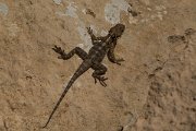 DPPhotography - Cyprus - Sling-tailed Agama, Stellagama stellio cypriaca - D