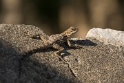 DPPhotography - Cyprus - Sling-tailed Agama, Stellagama stellio cypriaca - G
