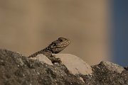 DPPhotography - Cyprus - Sling-tailed Agama, Stellagama stellio cypriaca - H