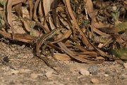 DPPhotography - Cyprus - Snake-eyed lizard,  Ophisops elegans - A
