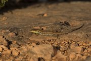 DPPhotography - Cyprus - Snake-eyed lizard,  Ophisops elegans - B