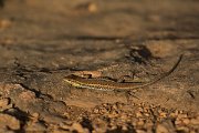 DPPhotography - Cyprus - Snake-eyed lizard,  Ophisops elegans - C
