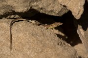 DPPhotography - Cyprus - Snake-eyed lizard,  Ophisops elegans - D