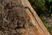 DPPhotography - Cyprus 2 - Snake-eyed lizard - B